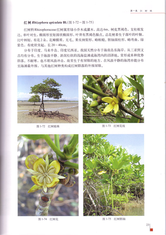 The Mangroves of China - aus dem Buch